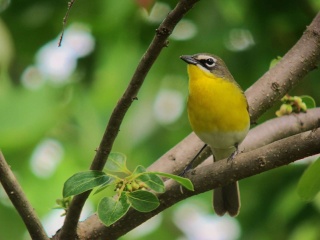 طائر الثرثار أصفر الصدر 50720111