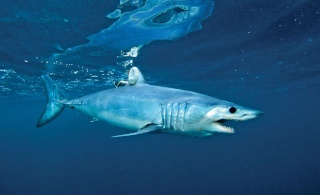 القرش الأزرق النيلي 97189-10