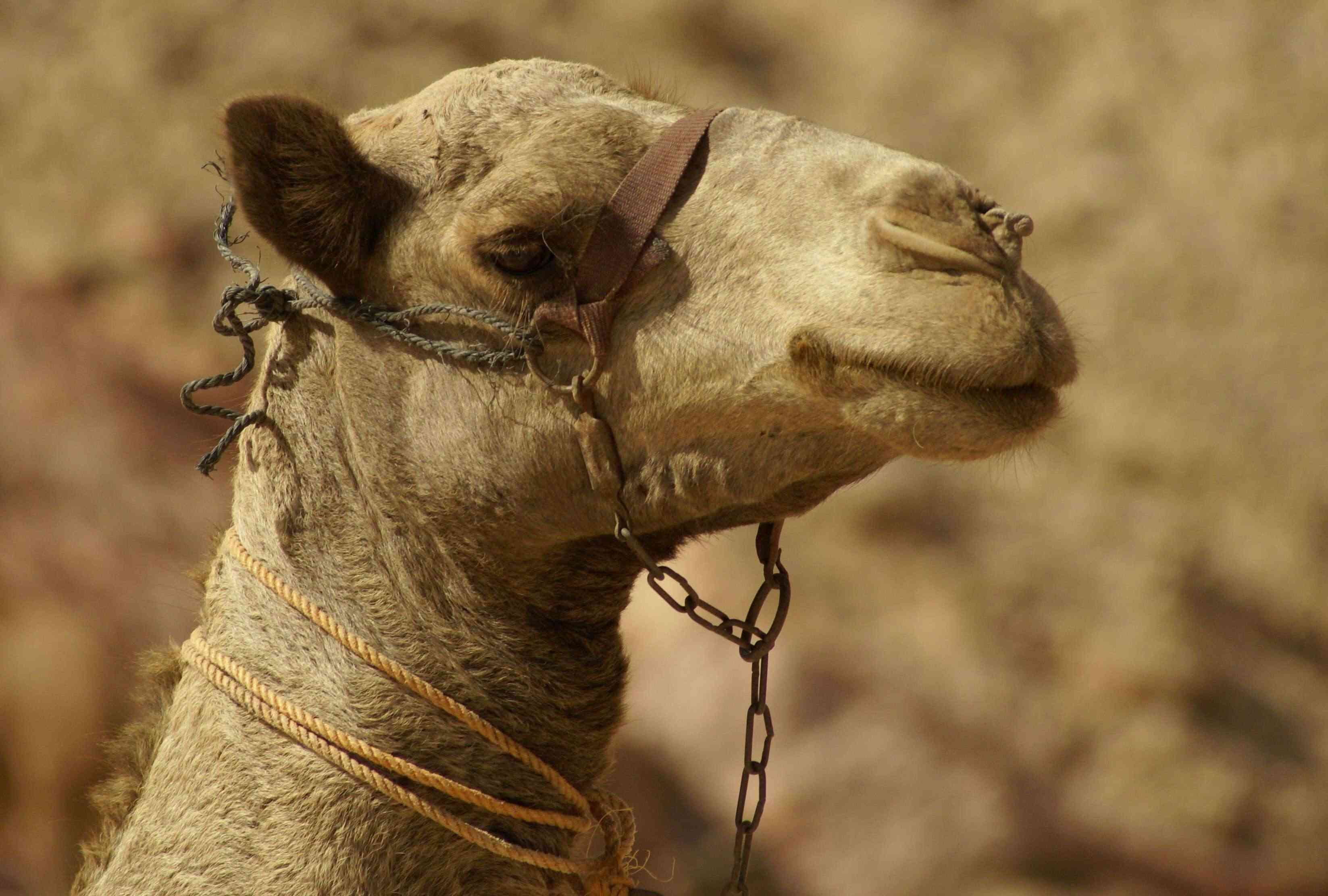 معلومات عن الحيوانات الثدية والزواحف مع الصور والفيديو Camelu10