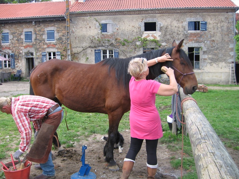 (Dept19) KROGH, TF PP, 14 ans, reste chez Thierry dans le 87 !!! (2012) - Page 17 04810