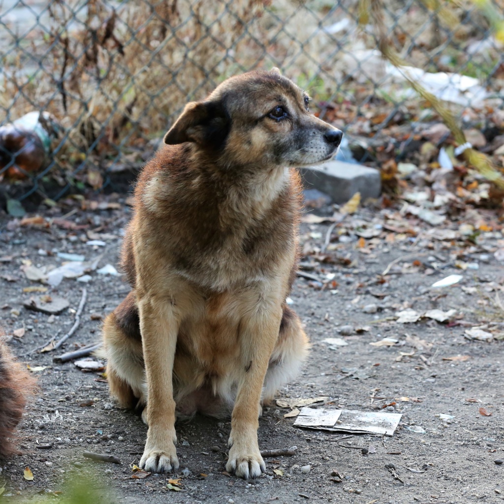 X Parrainage de Nala (Meute des chiens de Mr Georges) - CLOS- Nala_710