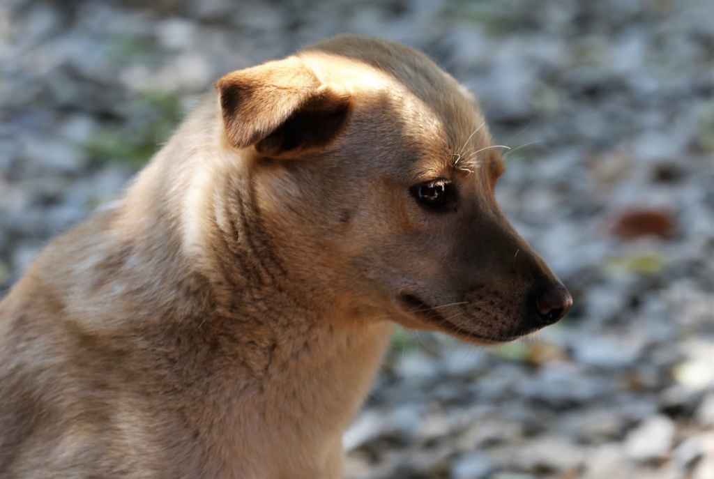 Peaches, adorable maman, née en mai 2015  Peache19