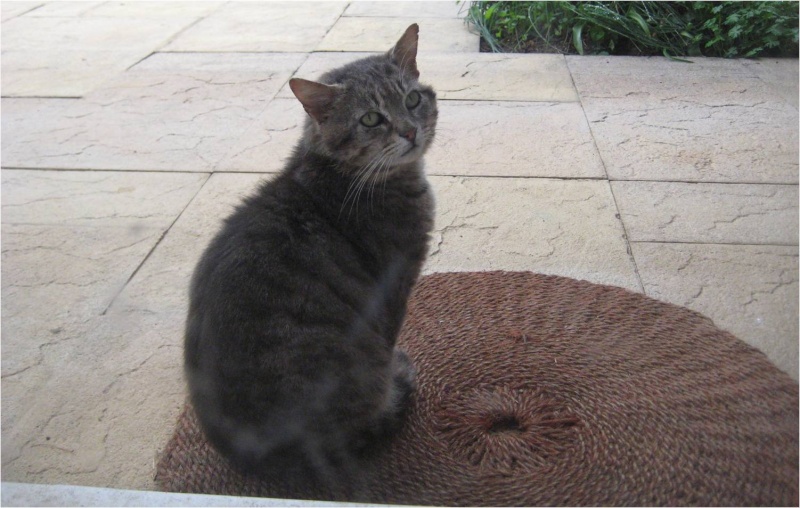 GROS-GRIS gentil matou FIV envir 8  ans - HELP POUR LUI (69) Gros_g12