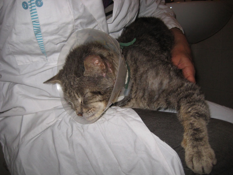 GROS-GRIS gentil matou FIV envir 8  ans - HELP POUR LUI (69) Gros_g13