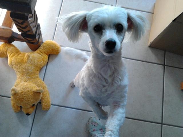 FRIPOUILLE CANICHE CROISEE BICHON FEMELLE 3 ANS A ADOPTER  Imgb1a10