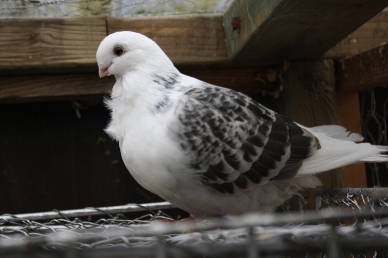 Pigeon Cravaté français Statio25