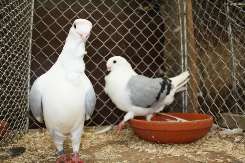 Pigeon Cravaté français Statio28