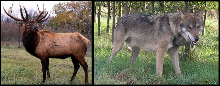 [Zoologie - Loup] Le loup ne perturbe pas la population de cervidés du parc de Yellowstone  Le_lou10