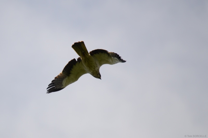 Rapace Dsc_0213