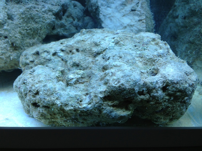 [Débutante] Démarrage Nano aquarium 60L eau de mer Img_0011