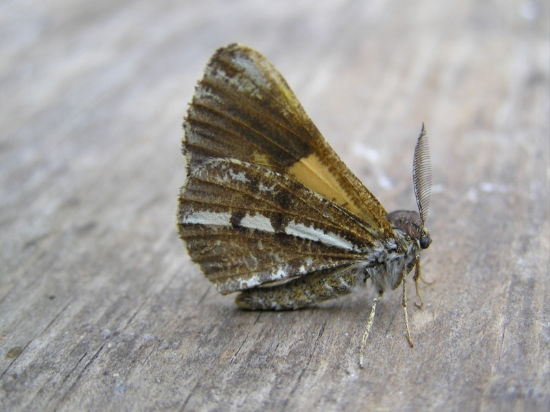 [Bupalus piniaria] Hétérocères????? Bupalu10