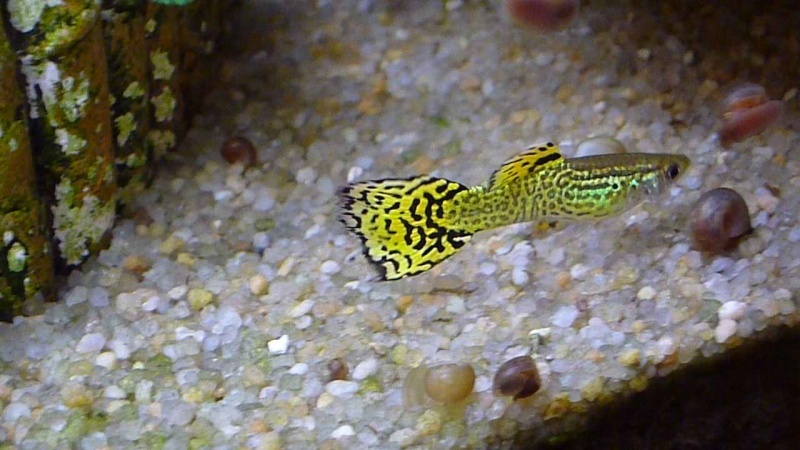 Galerie de photos de Padawanfish : Guppy Mâle Jaune Galeri42