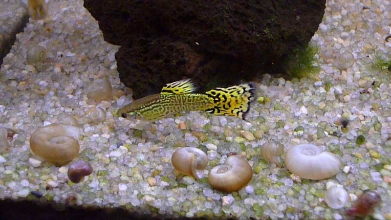 Galerie de photos de Padawanfish :  Guppy Mâle Jaune Galeri43