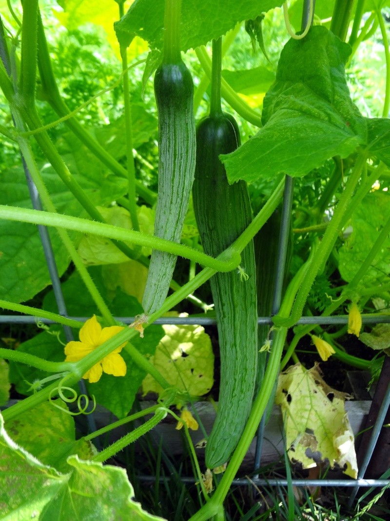 first cukes of the year Cuke_212