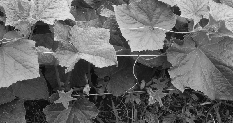 Cucumber - vine/bush? Dsc09611