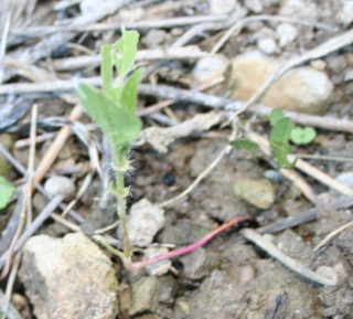 orientalis - Persicaria orientalis (= Polygonum orientale) Img_7618