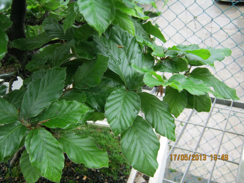 Finalmente Fagus - Pagina 5 Talea_15