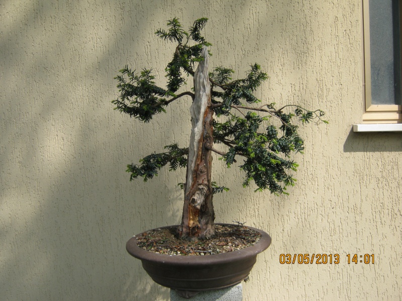Un tasso che ce la mette tutta per diventare bonsai. Tasso_14