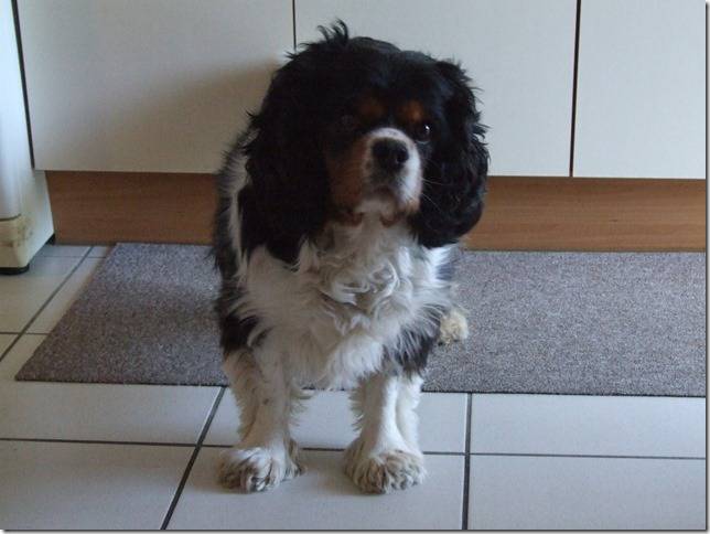  ADOPTE le 12 juillet 2013 : DON JUAN Petit Cavalier King Charles 4 ans Don_ju11