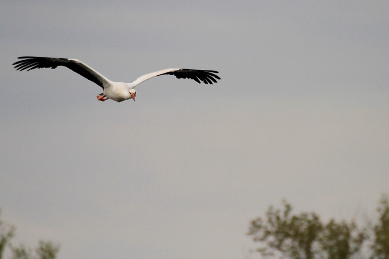 Sortie du 26/04/2013 1_2110