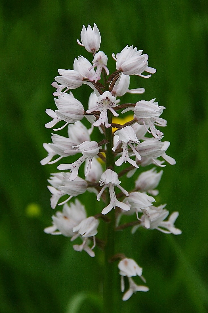 Orchidées Orchis12