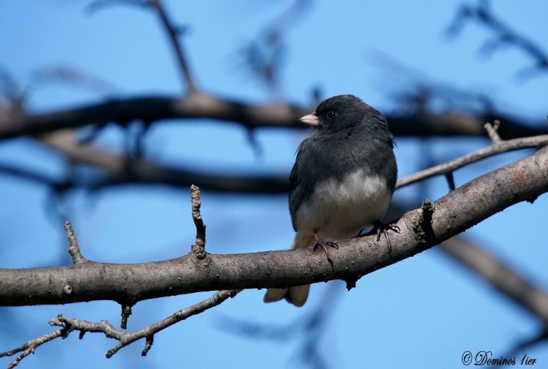 Junco Ardoisé Dsc03310