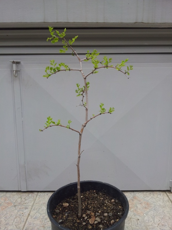 come iniziare un bonsai raccolto in natura (giuggiolo) 113