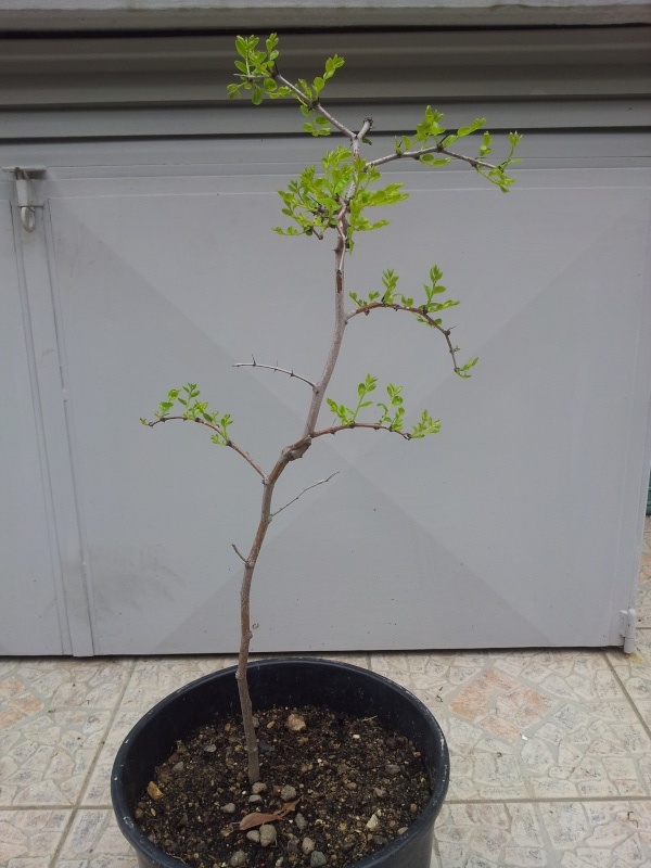 come iniziare un bonsai raccolto in natura (giuggiolo) 212