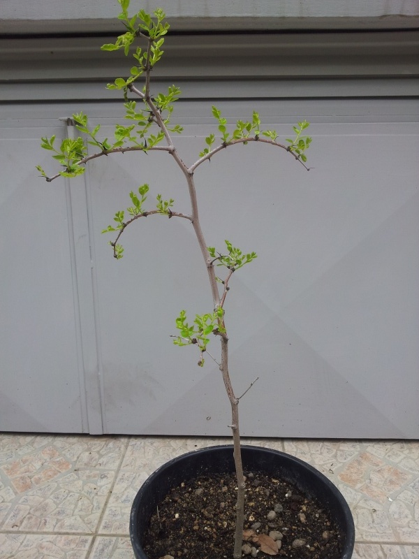 come iniziare un bonsai raccolto in natura (giuggiolo) 510