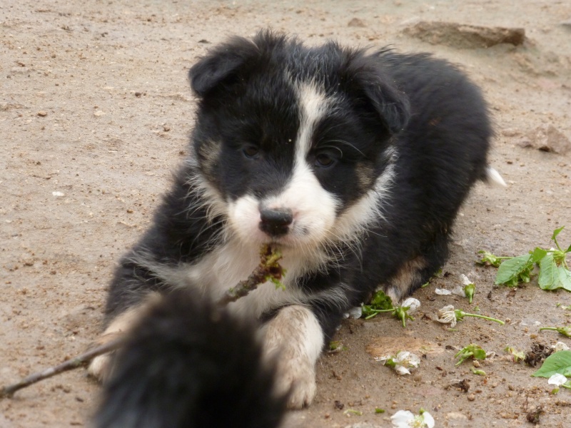 Border Collie  P1190410