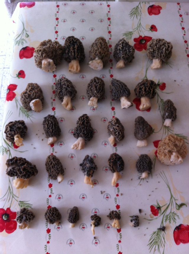 Les champignons , ( girolles , cèpes , morilles ) etc ...  Morill10