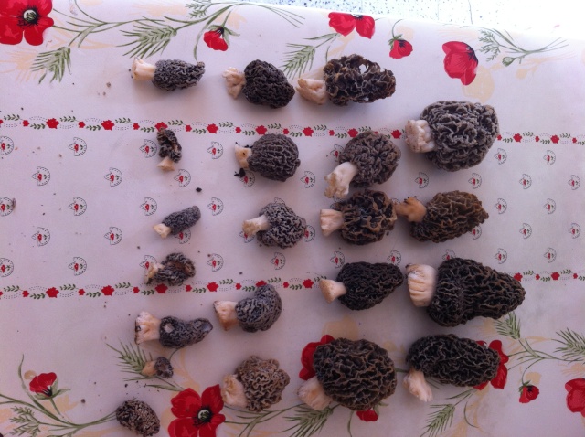 Les champignons , ( girolles , cèpes , morilles ) etc ... Re_tou10