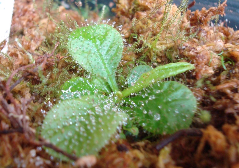 Drosera "Schizandra" Dsc05316