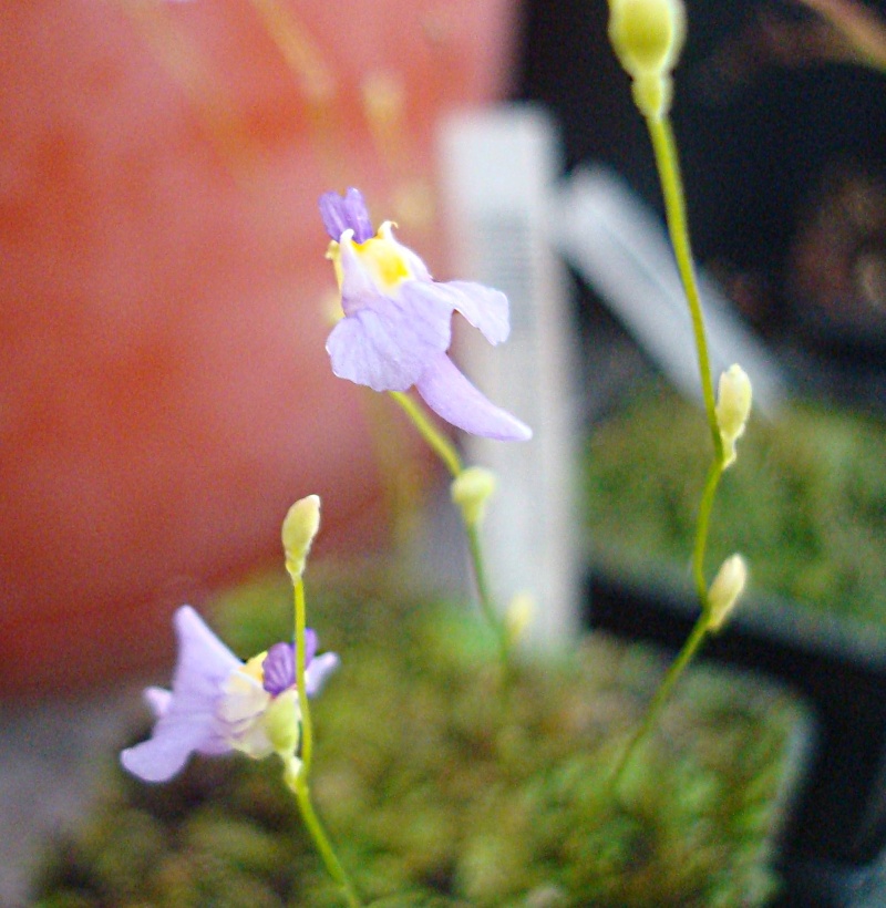 Utricularia Warburgii Dsc05413