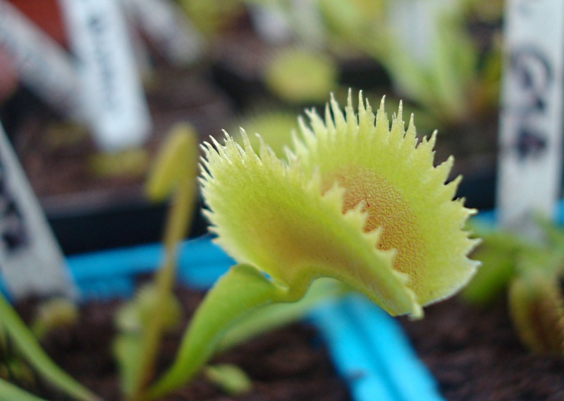 Dionaea "Dentata" Dsc05416