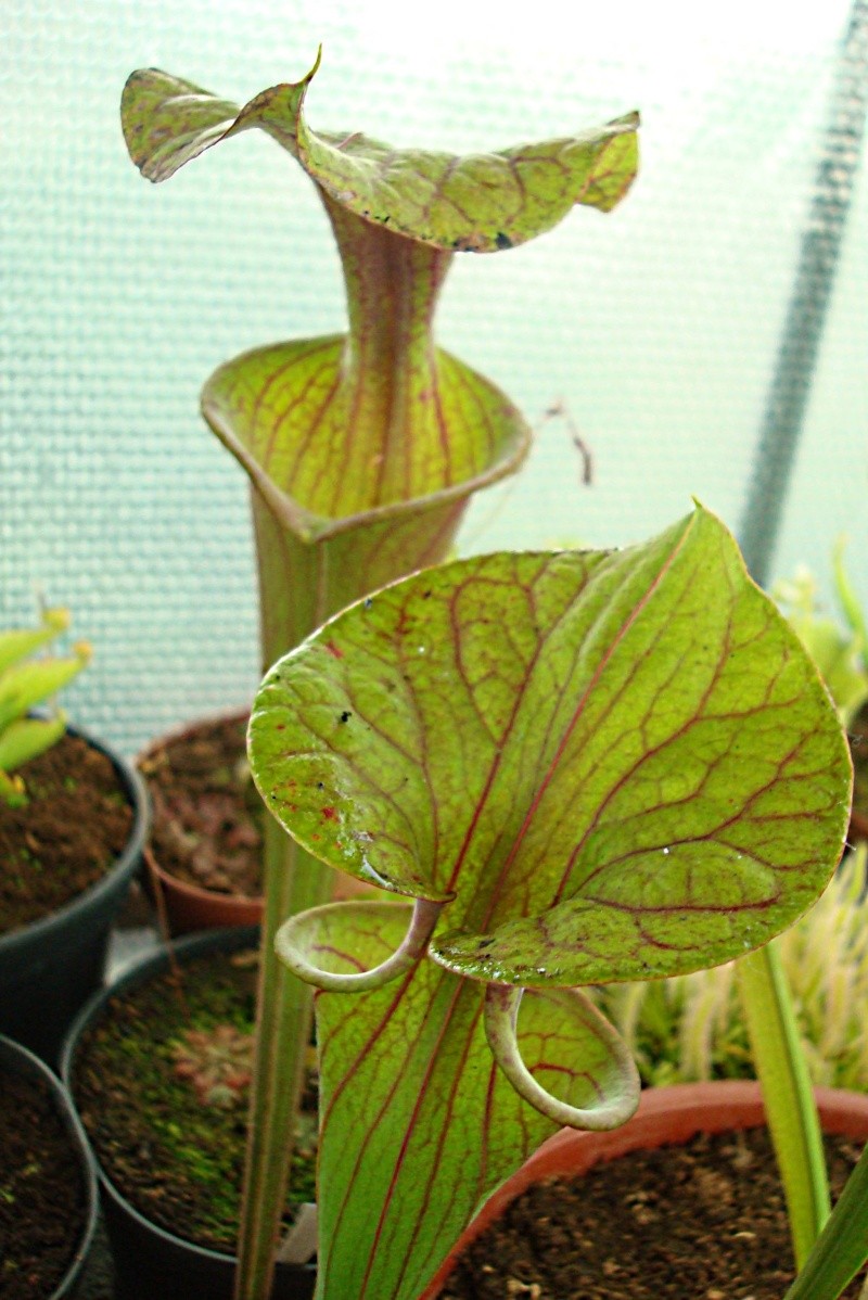 Sarracenia Flava var.Atropurpurea Dsc05428