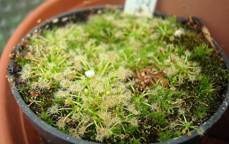 Drosera Pygmaea 'plante verte' Dsc05632