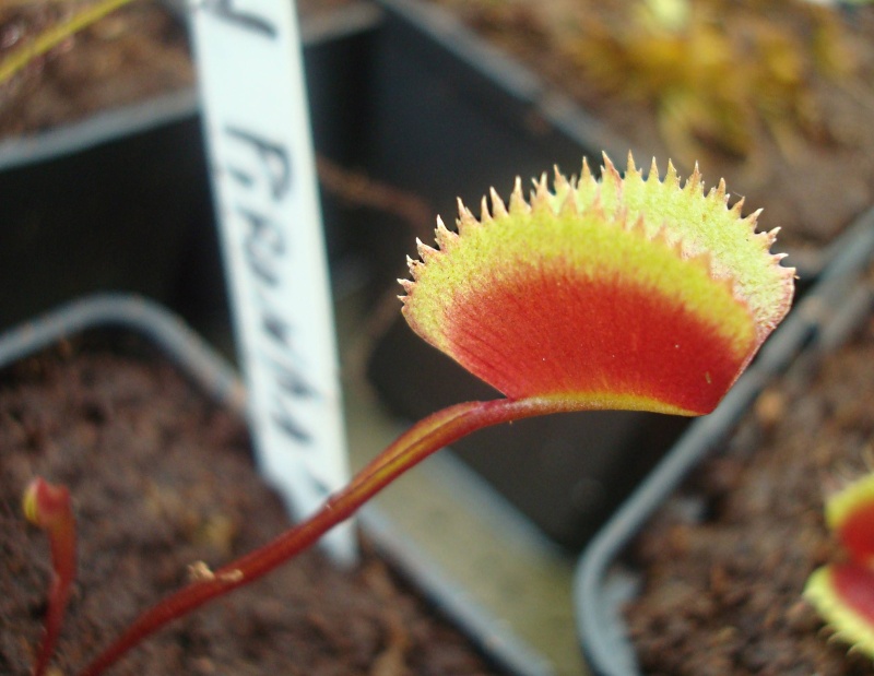 Dionaea "Red Piranha" Dsc05710