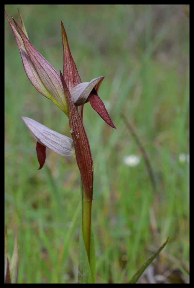 Serapias gregaria/strictiflora ( Sérapias à fleurs raides ) Serapi18