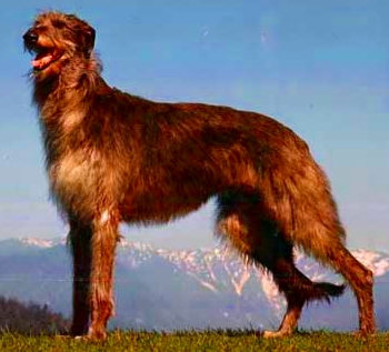 Le Deerhound  (Lévrier écossais ) Deerho10