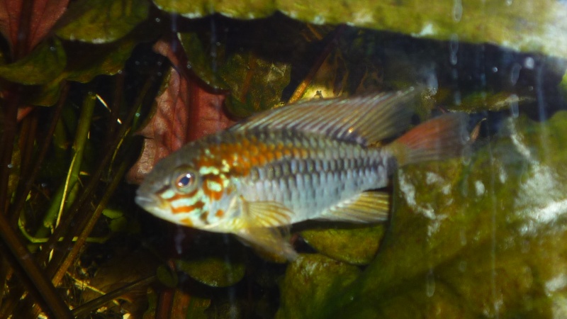 Apistogramma Viejita P1040413