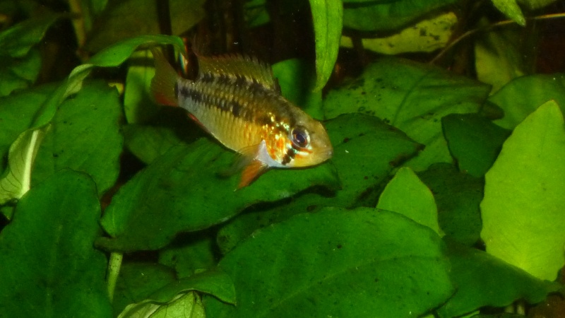 Apistogramma Viejita P1040414