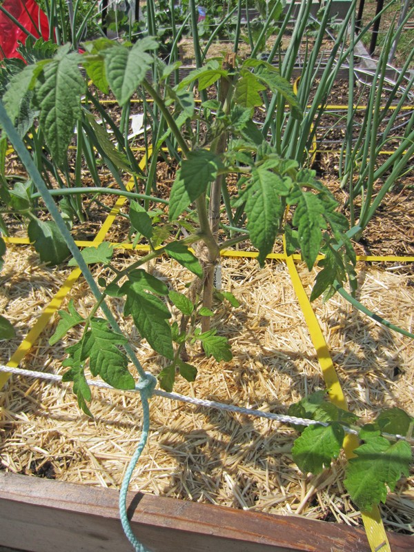 Planning for grafted tomatoes Cherok10