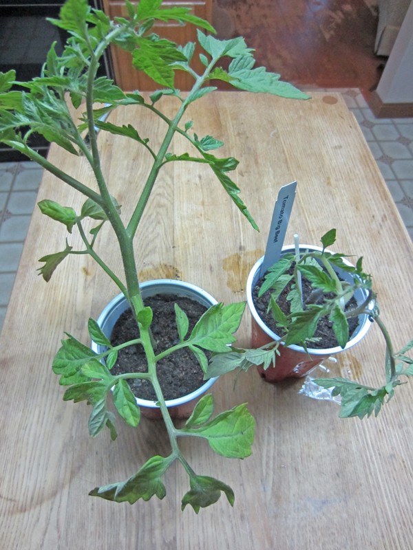Planning for grafted tomatoes The_co10