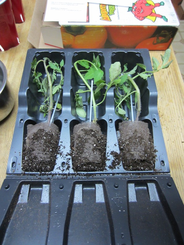 Planning for grafted tomatoes Unpack10