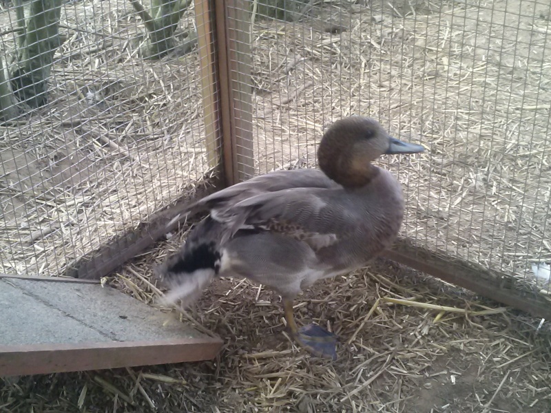 2 canards trouvé  Cam01811