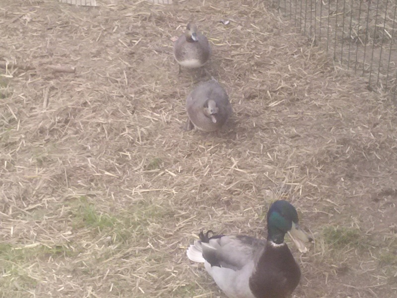 2 canards trouvé  Cam01815