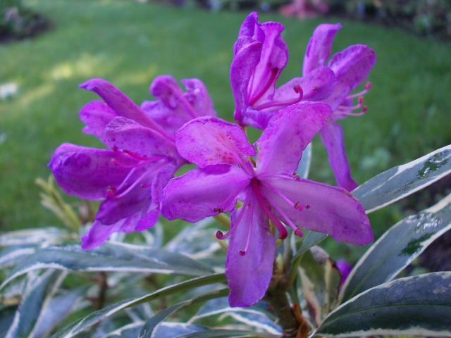 rhododendron 'ponticum variegata' Dscn0010