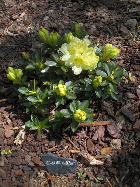 rhododendron 'curlew' Dscn7428