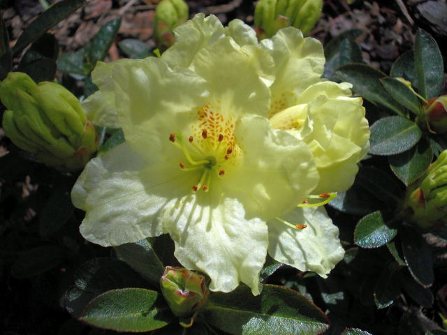 rhododendron 'curlew' Dscn7429